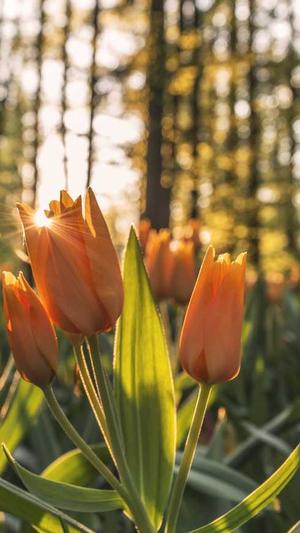 泛目录单页截图3