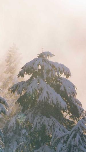 seo站长优化工具截图5