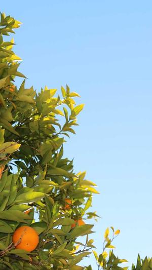 蜘蛛池最怕什么水截图3