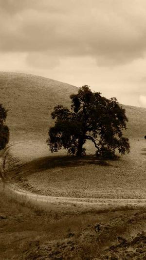 seo优化的工具截图2