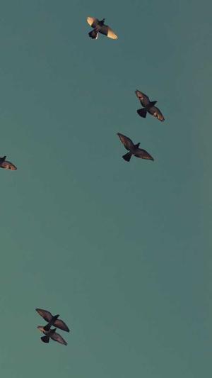 强力蜘蛛池截图1