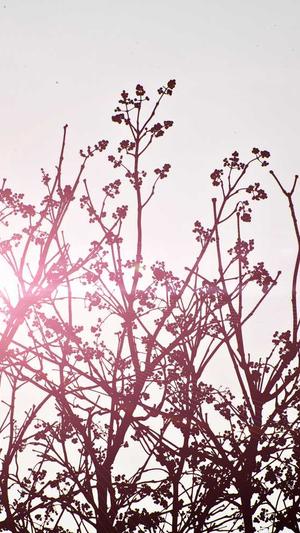 重庆seo排名截图3