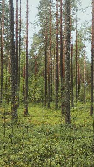 泛目录制徽ahua seσ截图1