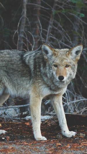 百度seo关键词优化工具截图3